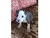 PoulaTo: Κουτάβια Blue American Staffordshire Terrier